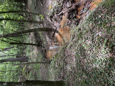 ±92 Acres Hunting & Timber Land in East TX - image 20