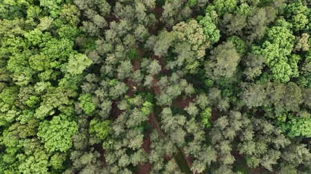 Hunting land with a Camp on Saline Lake Winn Parish LA - image 11