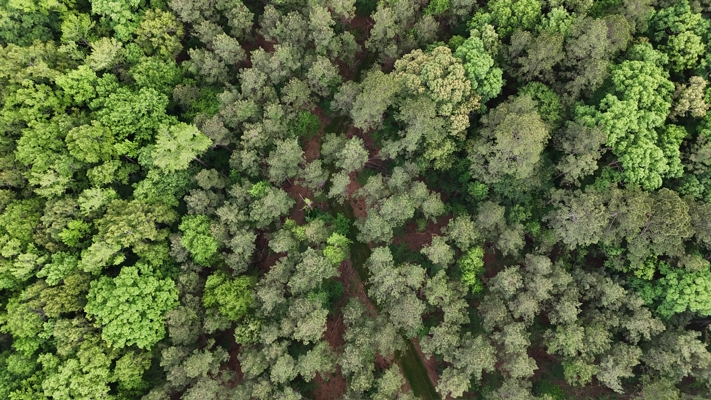 Hunting land with a Camp on Saline Lake Winn Parish LA