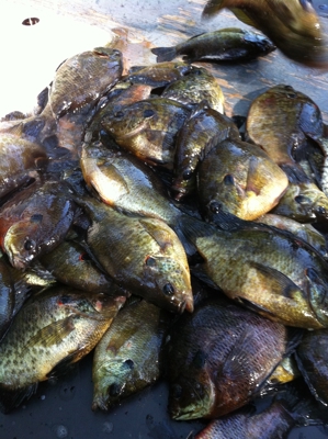 Hunting land with a Camp on Saline Lake Winn Parish LA