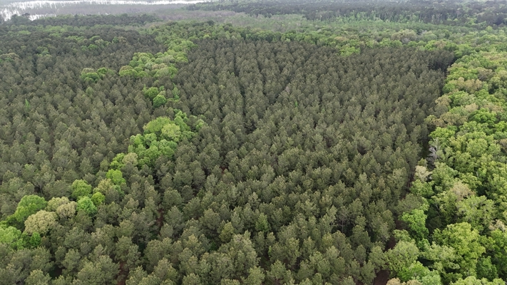 Hunting land with a Camp on Saline Lake Winn Parish LA