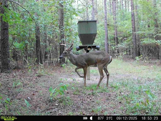 Hunting land with a Camp on Saline Lake Winn Parish LA