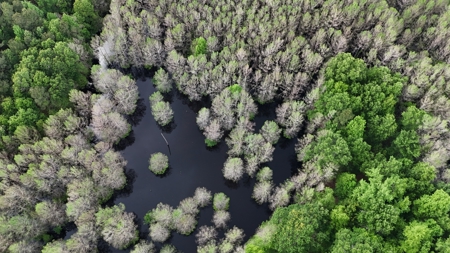 Hunting land with a Camp on Saline Lake Winn Parish LA - image 10