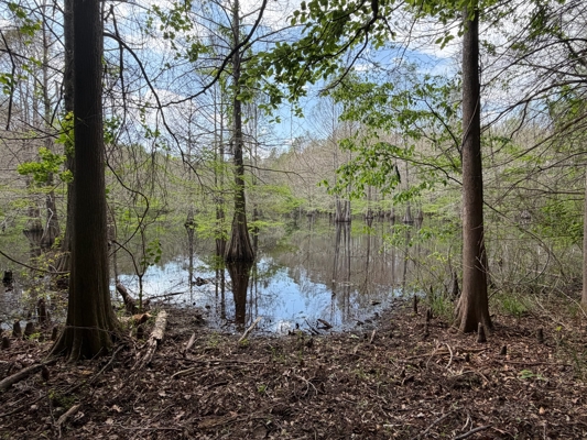 Hunting land with a Camp on Saline Lake Winn Parish LA