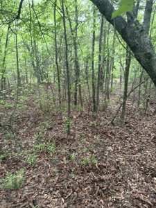 Remote Hunting Land With Creek & Timber Driving Distance from DFW - image 4