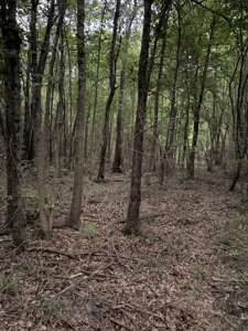 Remote Hunting Land With Creek & Timber Driving Distance from DFW - image 9