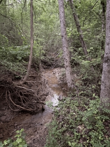 Remote Hunting Land With Creek & Timber Driving Distance from DFW - image 6