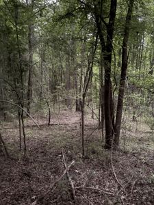 Remote Hunting Land With Creek & Timber Driving Distance from DFW - image 5
