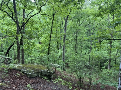 Hunting Land For Sale In North Central Arkansas - image 7