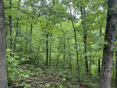Hunting Land For Sale In North Central Arkansas - image 10
