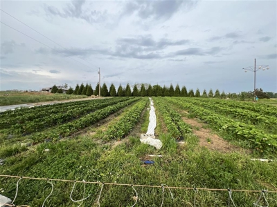 22 acre farm and country home for sale near Mt. Hermon, Ky. - image 19
