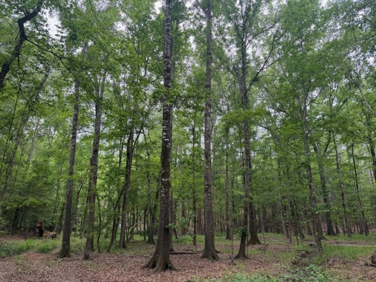 LA Recreation & Timber Property Joining Saline Lake