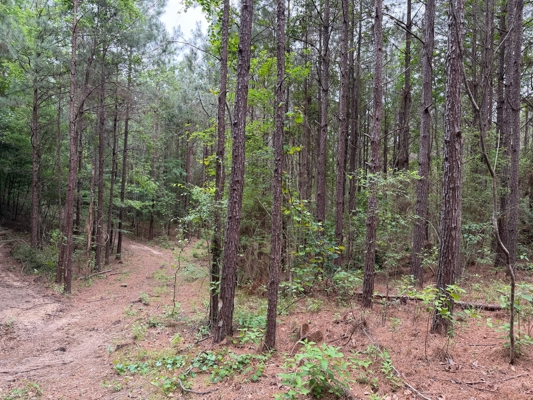 LA Recreation & Timber Property Joining Saline Lake