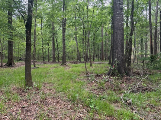 LA Recreation & Timber Property Joining Saline Lake