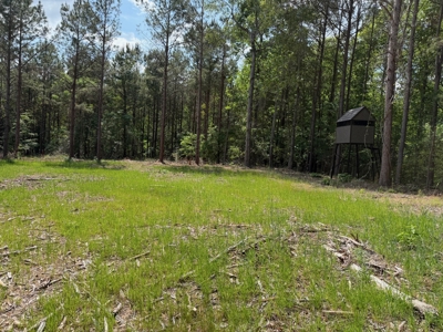 LA Recreation & Timber Property Joining Saline Lake - image 3
