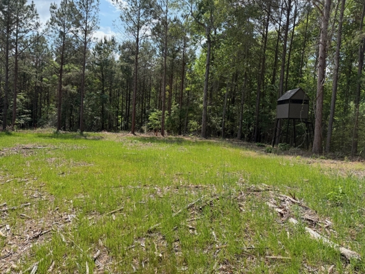 LA Recreation & Timber Property Joining Saline Lake