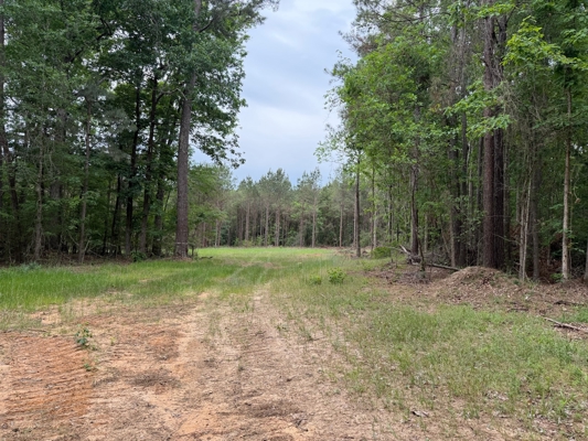 LA Recreation & Timber Property Joining Saline Lake