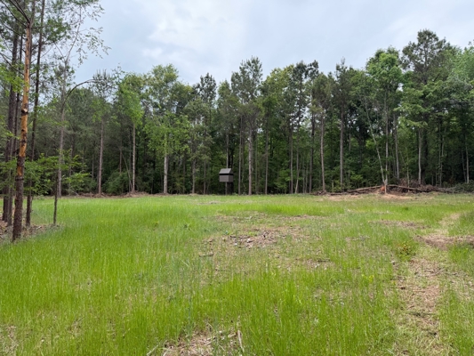 LA Recreation & Timber Property Joining Saline Lake