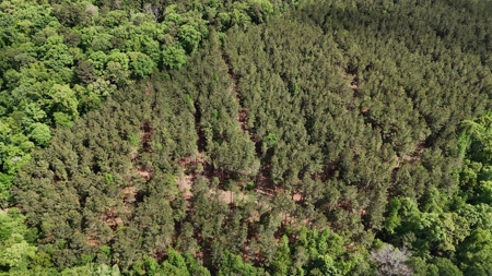 LA Recreation & Timber Property Joining Saline Lake - image 6