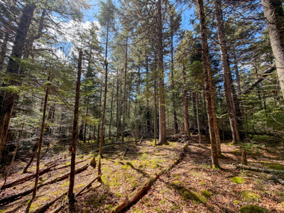 Large Land Parcel with Potential - Ellsworth, Maine - image 26