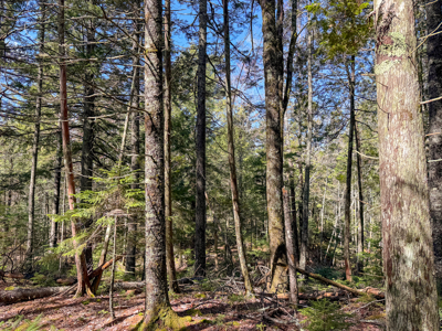 Large Land Parcel with Potential - Ellsworth, Maine - image 18