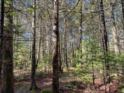 Large Land Parcel with Potential - Ellsworth, Maine - image 17
