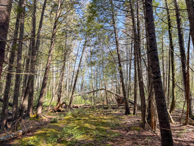 Large Land Parcel with Potential - Ellsworth, Maine - image 11