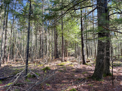 Large Land Parcel with Potential - Ellsworth, Maine - image 13