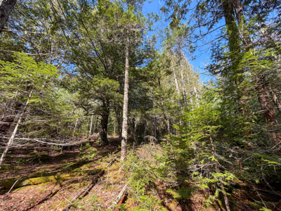 Large Land Parcel with Potential - Ellsworth, Maine - image 16