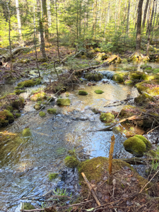 Large Land Parcel with Potential - Ellsworth, Maine - image 22