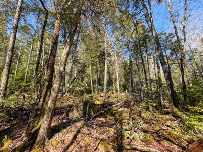 Large Land Parcel with Potential - Ellsworth, Maine - image 15