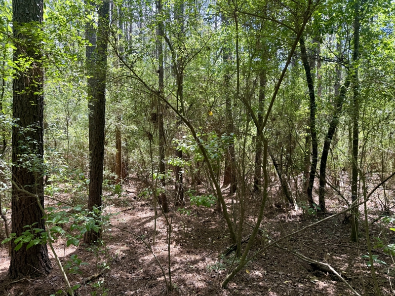 No Caption