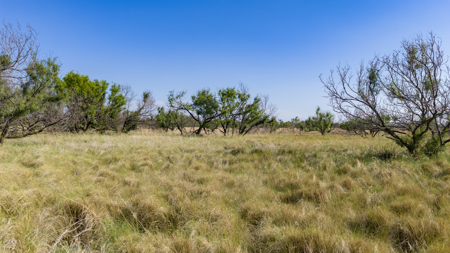 Cattle Ranch, Afton Tx, Recreational, Investment opportunities* - image 32