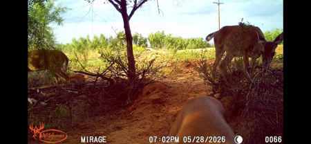 Cattle Ranch, Afton Tx, Recreational, Investment opportunities* - image 15