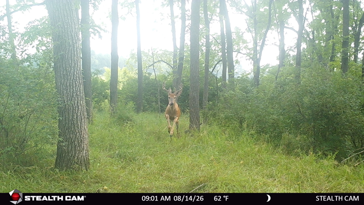 74 Acres in Dane County Town of York Rec, Hunting and Build Site