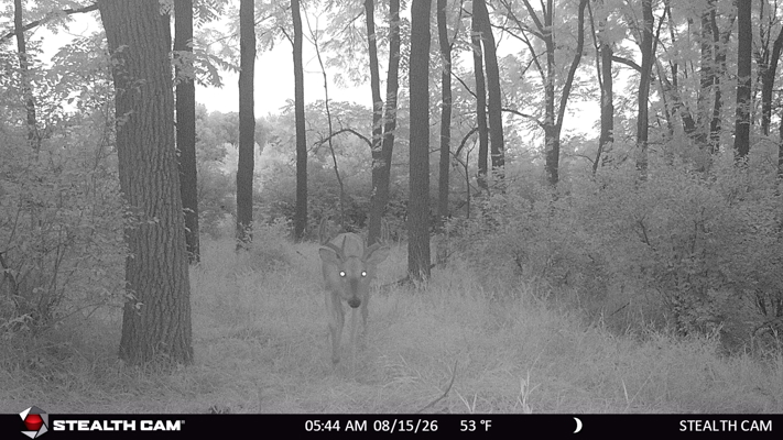 74 Acres in Dane County Town of York Rec, Hunting and Build Site