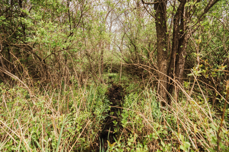 74 Acres in Dane County Town of York Rec, Hunting and Build Site - image 19