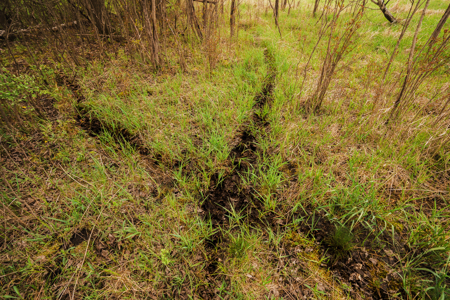 74 Acres in Dane County Town of York Rec, Hunting and Build Site - image 24