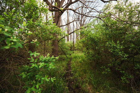 74 Acres in Dane County Town of York Rec, Hunting and Build Site - image 31