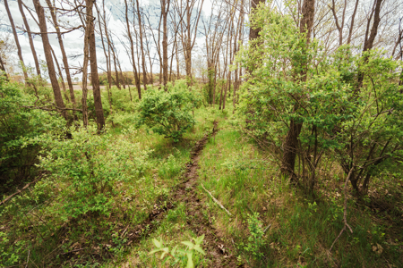 74 Acres in Dane County Town of York Rec, Hunting and Build Site - image 10