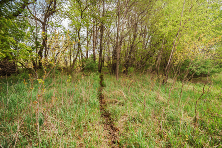 74 Acres in Dane County Town of York Rec, Hunting and Build Site - image 4