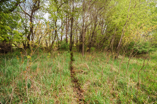 74 Acres in Dane County Town of York Rec, Hunting and Build Site