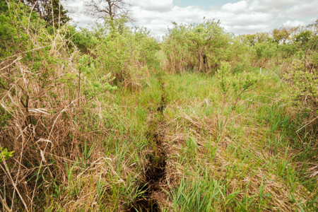 74 Acres in Dane County Town of York Rec, Hunting and Build Site - image 30
