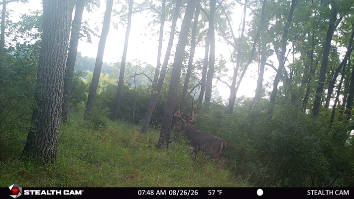 74 Acres in Dane County Town of York Rec, Hunting and Build Site
