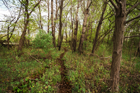 74 Acres in Dane County Town of York Rec, Hunting and Build Site - image 5