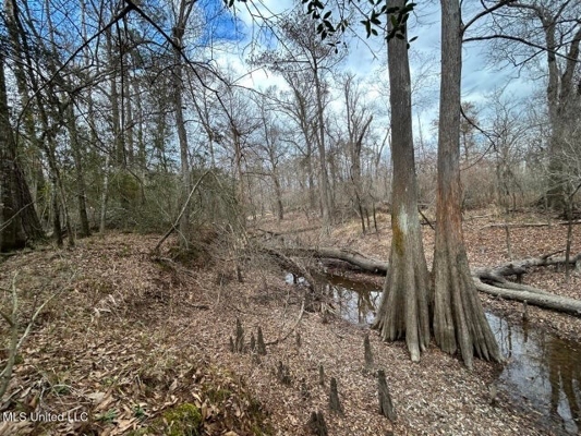 470 Acres on Calcasieu River in Allen Parish, LA