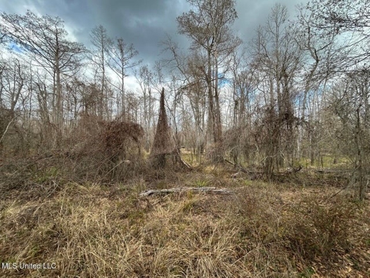 470 Acres on Calcasieu River in Allen Parish, LA