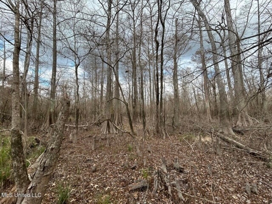 470 Acres on Calcasieu River in Allen Parish, LA