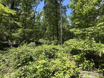Wooded Land, Near Pickwick Lake, Land To Build On, Hunting Land - image 27