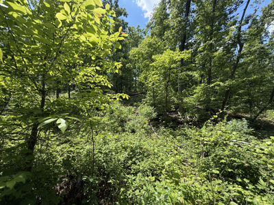 Wooded Land, Near Pickwick Lake, Land To Build On, Hunting Land - image 26